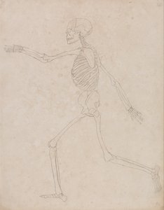 Esposizione anatomica comparata della struttura del corpo umano con quella di una tigre e di un uccello comune: Scheletro umano, vista laterale (potrebbe essere stato inizialmente preparato per essere utilizzato come figura chiave della Tavola III, ma succ da George Stubbs