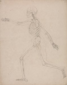 Esposizione anatomica comparata della struttura del corpo umano con quella di una tigre e di un uccello comune: Scheletro umano, vista laterale da George Stubbs