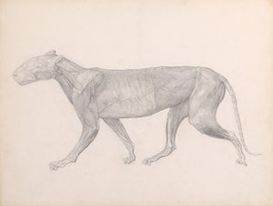 Esposizione anatomica comparata della struttura del corpo umano con quella di una tigre e di un uccello comune:  Tigre, vista laterale, con il tessuto connettivo sopra i muscoli rimosso (Studio finito per la Tavola XIV) da George Stubbs