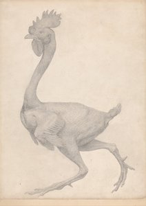 Esposizione anatomica comparata della struttura del corpo umano con quella di una tigre e di un volatile comune: Uccello, vista laterale con la maggior parte delle piume rimosse (Studio finito per la Tavola X) da George Stubbs