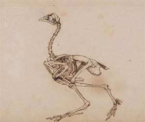 Esposizione anatomica comparata della struttura del corpo umano con quella di una tigre e di un volatile comune:  Scheletro di gallina di Dorking, vista laterale (probabilmente preparato per una figura chiave non pubblicata) da George Stubbs