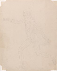 Esposizione anatomica comparata della struttura del corpo umano con quella di una tigre e di un uccello comune: Figura umana, vista laterale da George Stubbs