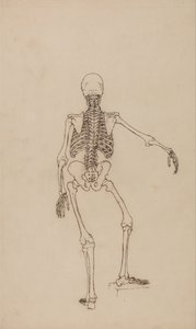 Esposizione anatomica comparata della struttura del corpo umano con quella di una tigre e di un uccello comune: Scheletro umano, vista posteriore da George Stubbs