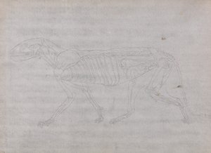 Esposizione anatomica comparata della struttura del corpo umano con quella di una tigre e di un uccello comune: Corpo della tigre, vista laterale da George Stubbs