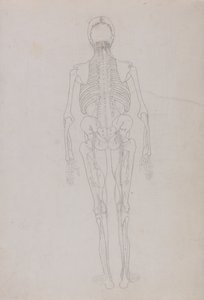 Esposizione anatomica comparata della struttura del corpo umano con quella di una tigre e di un uccello comune: Figura umana, vista posteriore (Schema di una figura chiave che mostra la fase finale della dissezione) da George Stubbs