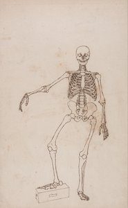 Esposizione anatomica comparata della struttura del corpo umano con quella di una tigre e di un uccello comune: Scheletro umano, vista anteriore da George Stubbs