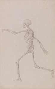 Esposizione anatomica comparata della struttura del corpo umano con quella di una tigre e di un uccello comune: Scheletro umano, vista laterale da sinistra, in corsa (Studio finito per la Tavola III) da George Stubbs