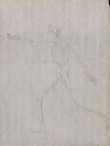 Esposizione anatomica comparata della struttura del corpo umano con quella di una tigre e di un uccello comune: Figura umana, vista laterale da George Stubbs