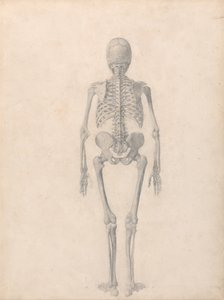 Esposizione anatomica comparata della struttura del corpo umano con quella di una tigre e di un uccello comune: Scheletro umano, vista posteriore (Studio finito per la Tavola II) da George Stubbs