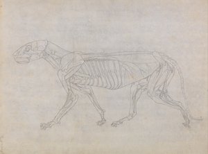 Esposizione anatomica comparata della struttura del corpo umano con quella di una tigre e di un uccello comune: Corpo della tigre, vista laterale da George Stubbs