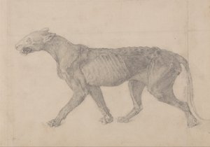 Esposizione anatomica comparata della struttura del corpo umano con quella di una tigre e di un uccello comune: Corpo di tigre, vista laterale (primo di nove disegni di un altro esemplare di tigre) da George Stubbs