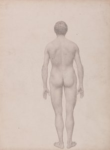 Esposizione anatomica comparata della struttura del corpo umano con quella di una tigre e di un uccello comune: Figura umana, vista posteriore, non sezionata (Studio finito per la Tavola VII) da George Stubbs