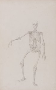 Esposizione anatomica comparata della struttura del corpo umano con quella di una tigre e di un uccello comune: Scheletro umano, vista anteriore (braccio destro teso; studio finito per una tavola non pubblicata) da George Stubbs