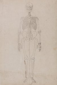 Esposizione anatomica comparata della struttura del corpo umano con quella di una tigre e di un uccello comune:  Scheletro umano, vista anteriore (studio finale) da George Stubbs