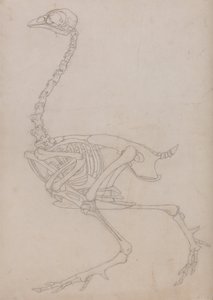 Esposizione anatomica comparata della struttura del corpo umano con quella di una tigre e di un volatile comune:  Scheletro di volatile, vista laterale (Disegno schematico dello scheletro preparato per la figura chiave della Tavola V) da George Stubbs