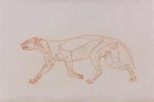 Esposizione anatomica comparata della struttura del corpo umano con quella di una tigre e di un uccello comune:  Corpo di leopardo, vista laterale da George Stubbs