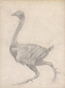 Esposizione anatomica comparata della struttura del corpo umano con quella di una tigre e di un volatile comune: Pollo, vista laterale, con pelle e strati fasciali sottostanti rimossi (Studio finito per la Tavola XV) da George Stubbs