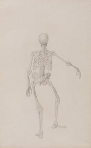 Esposizione anatomica comparata della struttura del corpo umano con quella di una tigre e di un uccello comune: Scheletro umano, vista posteriore (braccio destro teso; studio finito per una tavola inedita) da George Stubbs