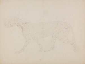 Esposizione anatomica comparata della struttura del corpo umano con quella di una tigre e di un uccello comune: Corpo di tigre, vista laterale (Studio degli strati superiori dei muscoli e del loro apporto di sangue preparato per la figura chiave della Tavo da George Stubbs