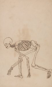 Esposizione anatomica comparata della struttura del corpo umano con quella di una tigre e di un uccello comune: Scheletro umano, vista laterale da George Stubbs