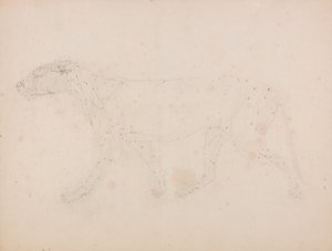 Esposizione anatomica comparata della struttura del corpo umano con quella di una tigre e di un uccello comune: Corpo della tigre, vista laterale (Studio dei muscoli per la figura chiave della Tabella IX) da George Stubbs