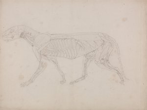 Esposizione anatomica comparata della struttura del corpo umano con quella di una tigre e di un uccello comune: Corpo della tigre, vista laterale da George Stubbs