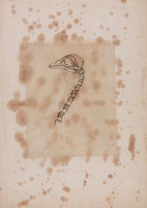 Esposizione anatomica comparata della struttura del corpo umano con quella di una tigre e di un volatile comune:  Testa e collo di un pollo, vista laterale da George Stubbs