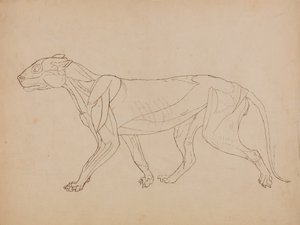 Esposizione anatomica comparata della struttura del corpo umano con quella di una tigre e di un uccello comune:  Corpo di tigre, vista laterale (probabilmente realizzato come base per una figura chiave) da George Stubbs