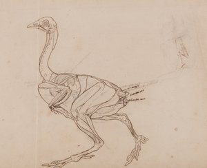 Esposizione anatomica comparata della struttura del corpo umano con quella di una tigre e di un volatile comune:  Corpo della gallina Dorking, vista laterale (disegno schematico dei muscoli) da George Stubbs
