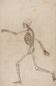 Esposizione anatomica comparata della struttura del corpo umano con quella di una tigre e di un uccello comune: Scheletro umano, vista laterale da George Stubbs