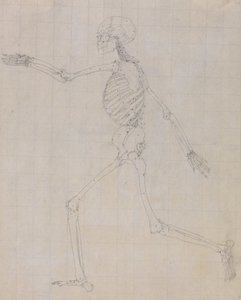 Esposizione anatomica comparata della struttura del corpo umano con quella di una tigre e di un uccello comune: Scheletro umano, vista laterale (Schema dello scheletro per la figura chiave della Tabella III) da George Stubbs