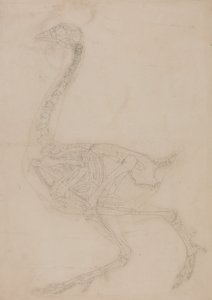 Esposizione anatomica comparata della struttura del corpo umano con quella di una tigre e di un volatile comune:  Scheletro di pollo, vista laterale da George Stubbs