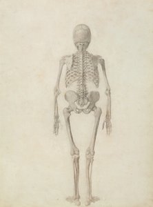 Una esposizione anatomica comparativa della struttura del corpo umano con quella di una tigre e di un pollo comune: scheletro umano, vista posteriore da George Stubbs