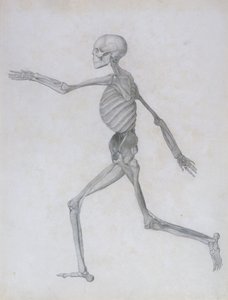 Esposizione Anatomica Comparativa della Struttura del Corpo Umano con quella di una Tigre e di un Pollo Comune: Figura Umana, Vista Laterale, 1795-1806 da George Stubbs