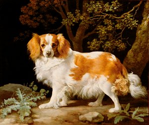 Un King Charles Spaniel fegato e bianco in un paesaggio boscoso