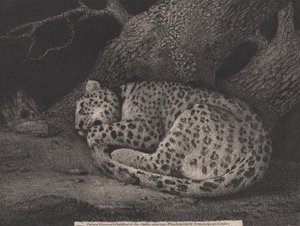 Un leopardo addormentato, inciso dall