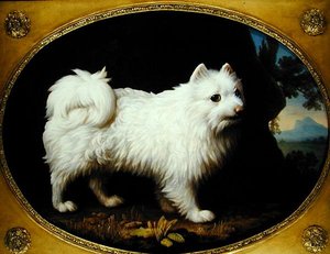 Un Spitz Bianco, c.1770
