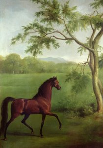 Uno stallone arabo sotto un albero, c.1761-63 da George Stubbs