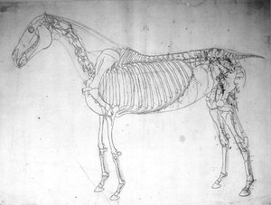 Studio anatomico di un cavallo da George Stubbs