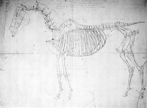 Studio anatomico di un cavallo da George Stubbs