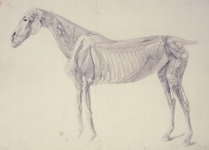 Diagramma da The Anatomy of the Horse da George Stubbs