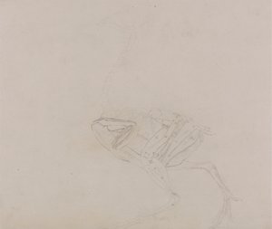 Gallina di Dorking, vista laterale (Studio dei muscoli del corpo e degli arti in una fase successiva della dissezione)