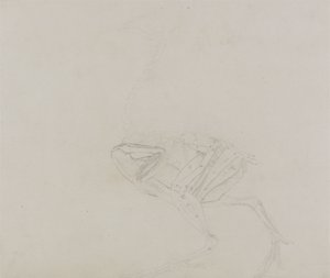 Corpo di Gallina Dorking, Vista Laterale, da Una Esposizione Anatomica Comparativa della Struttura del Corpo Umano con quella di una Tigre e di un Pollo Comune, 1795-1806 da George Stubbs