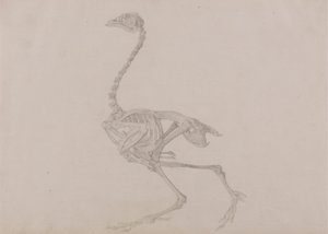 Scheletro di gallina Dorking, vista laterale da George Stubbs