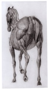 Vista Dorsale della Struttura Muscolare di un Cavallo Progressivamente Dissecato, studio n. 7 da L