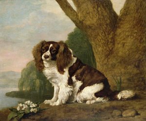 Fanny, uno spaniel marrone e bianco