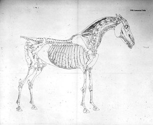 Quinta tavola anatomica, da 