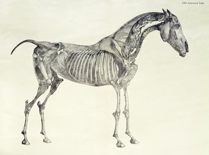 Quinta Tavola Anatomica, da 