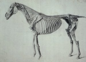 Studio finito per la quinta tavola anatomica di un cavallo (grafite su carta) da George Stubbs