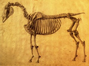Studio finito per la prima tavola scheletrica di un cavallo, c. 1766 da George Stubbs